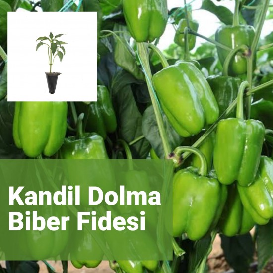 Biber Dolma Kandil